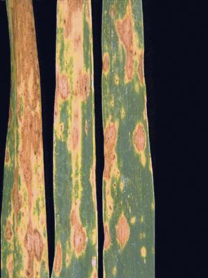Zymoseptoria tritici (Desm.) Quaedvl. & Crous 1