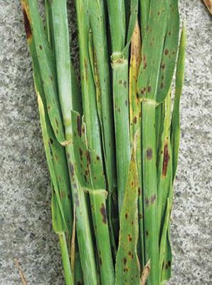 Drechslera teres (Sacc.) Shoemaker 1