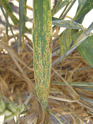 Pirenophora 1