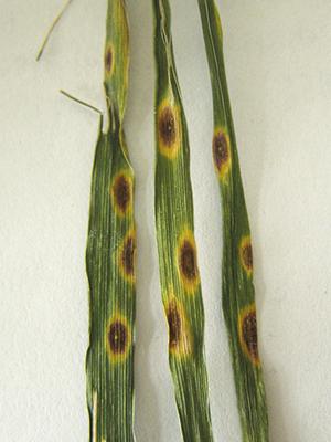 Pirenophora 2