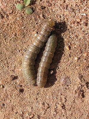 Agrotis segetum Schiff