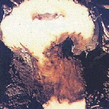 Rhizoctonia solani kuhn. 1