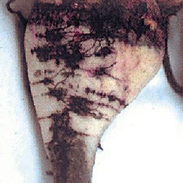 Aphanomyces cochlioides Drechs.