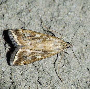 Lepidoptera Pyralidoe