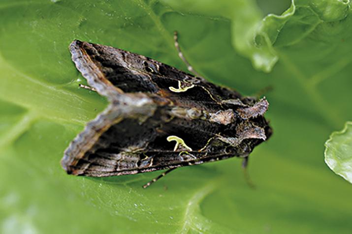 Lepidoptera