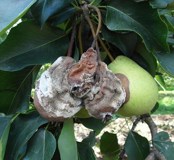 Botrytis cinerea