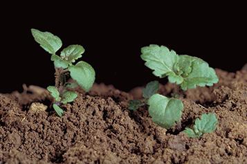 Вероника полевая фото 1