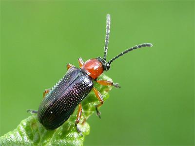 oulemamelanopus