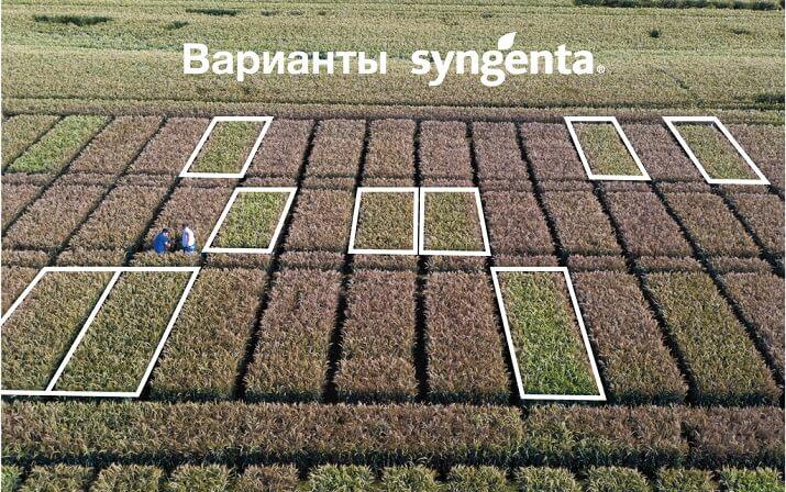 Варианты опытов «Сингента»