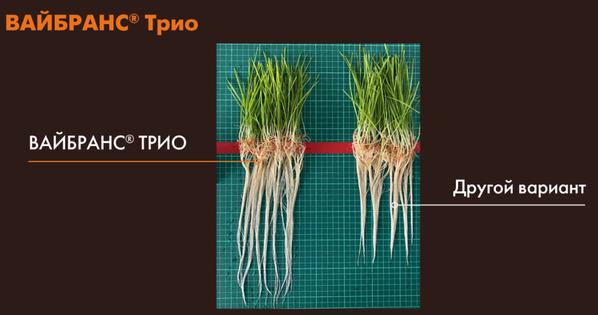 Влияние молекулы Седаксан