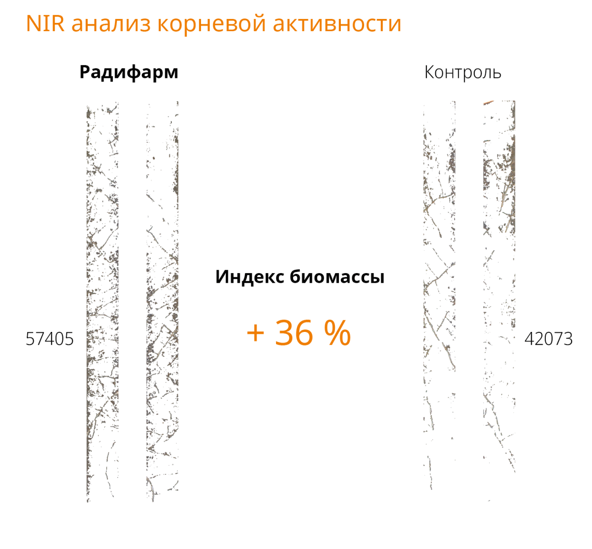 корневая активность