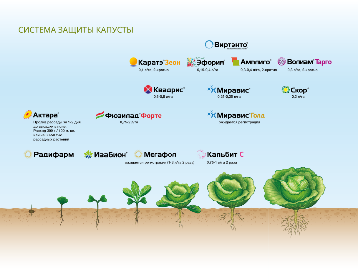 система защиты капусты