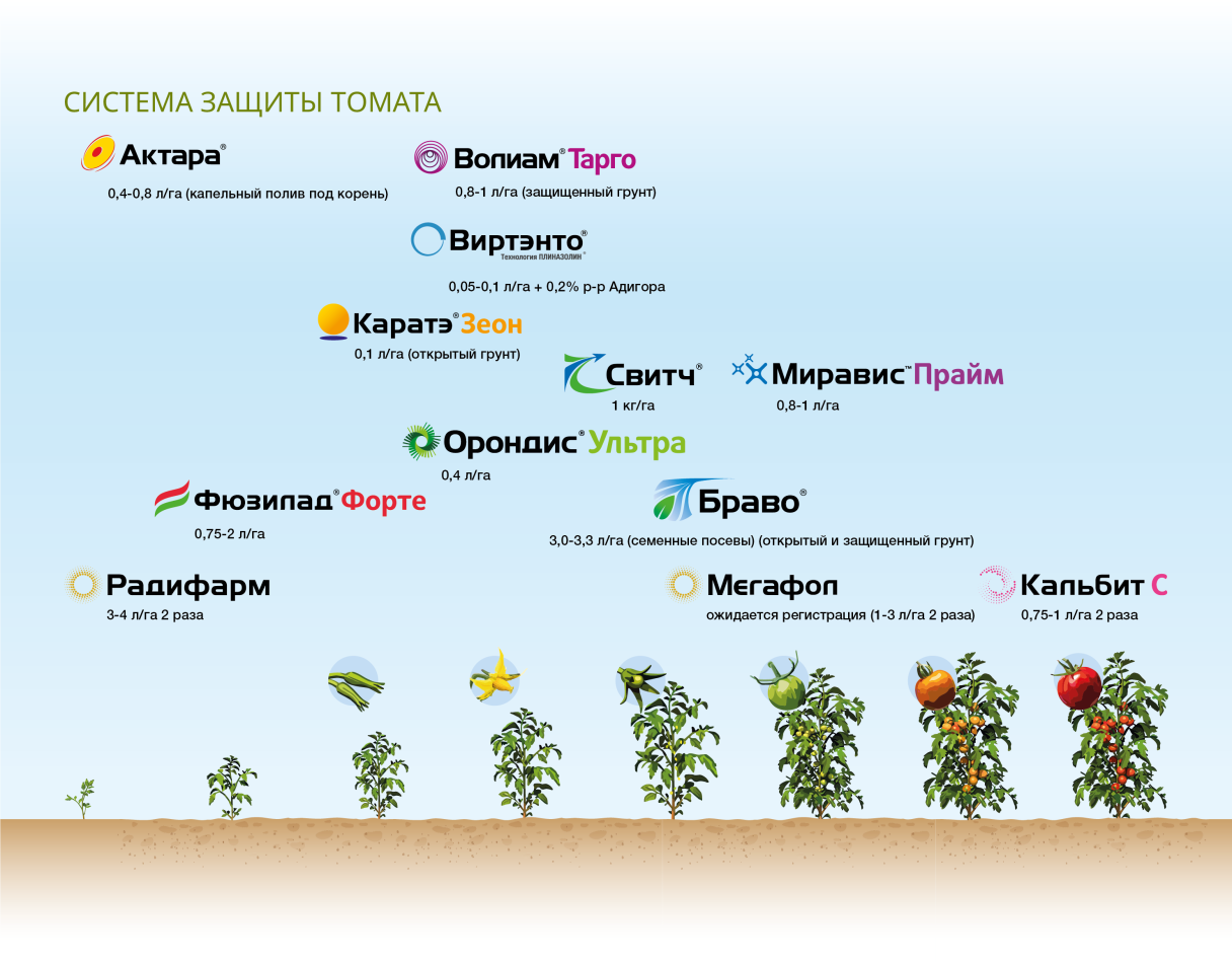 система защиты томата