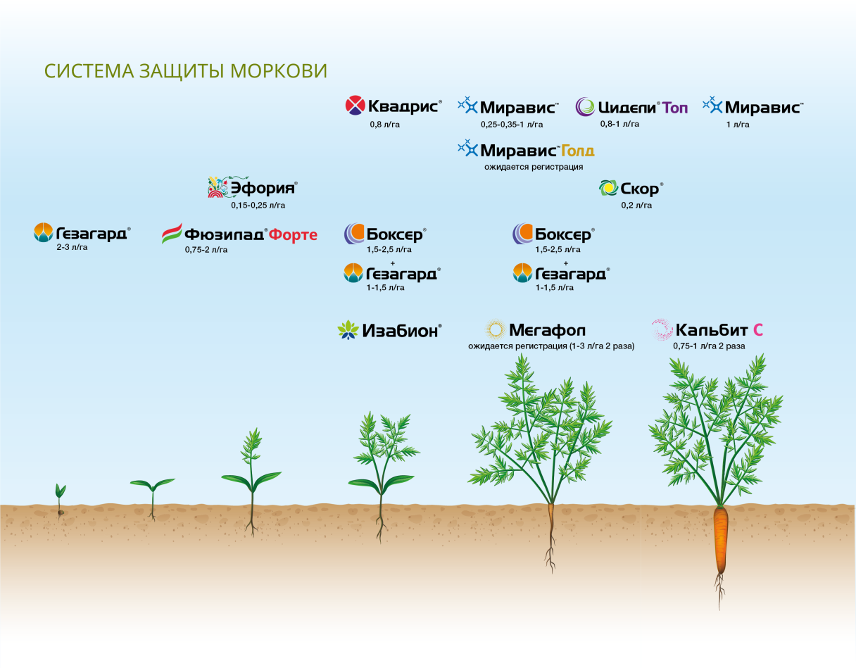 система защиты моркови