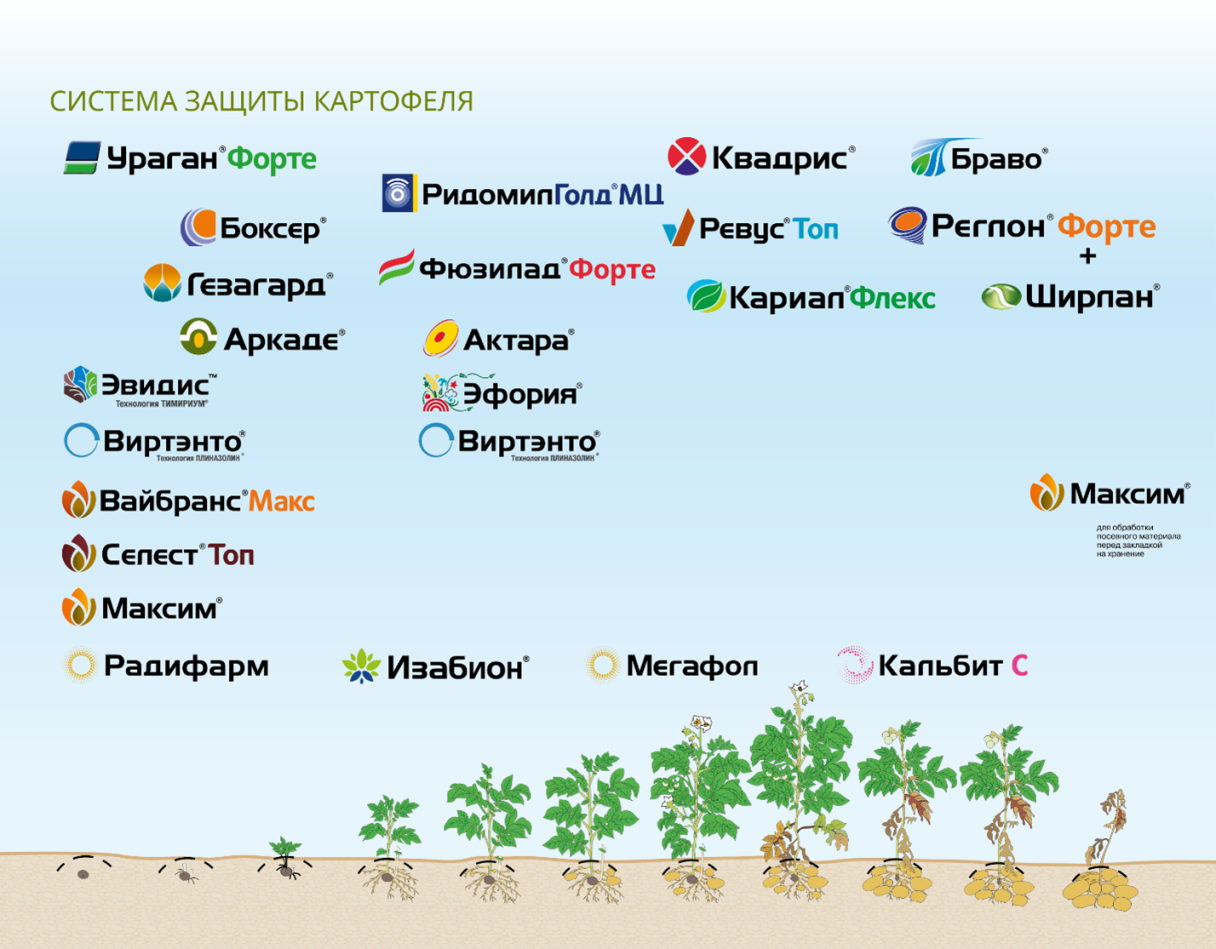 Схема миграции картофеля с городами и стрелками по России и Европе